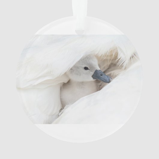 Niedliche Kleintiere | Baby Mute Swan Ornament (Rückseite)