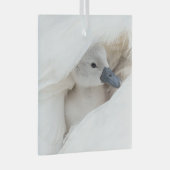 Niedliche Kleintiere | Baby Mute Swan Ornament Aus Glas (Vorderseite Rechts)