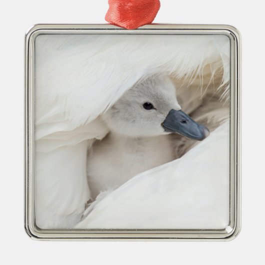 Niedliche Kleintiere | Baby Mute Swan Ornament Aus Metall (Vorne)