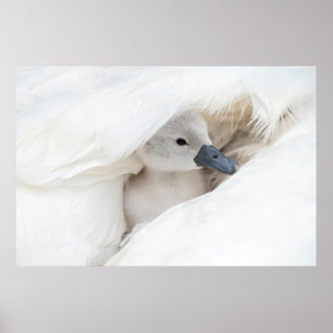 Niedliche Kleintiere   Baby Mute Swan Poster