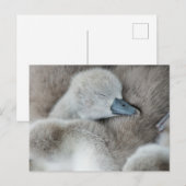 Niedliche Kleintiere | Baby Mute Swan Postkarte (Vorne/Hinten)