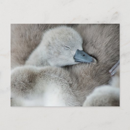 Niedliche Kleintiere | Baby Mute Swan Postkarte (Vorderseite)