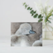 Niedliche Kleintiere | Baby Mute Swan Postkarte (Stehend Vorderseite)