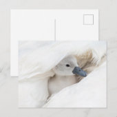 Niedliche Kleintiere | Baby Mute Swan Postkarte (Vorne/Hinten)