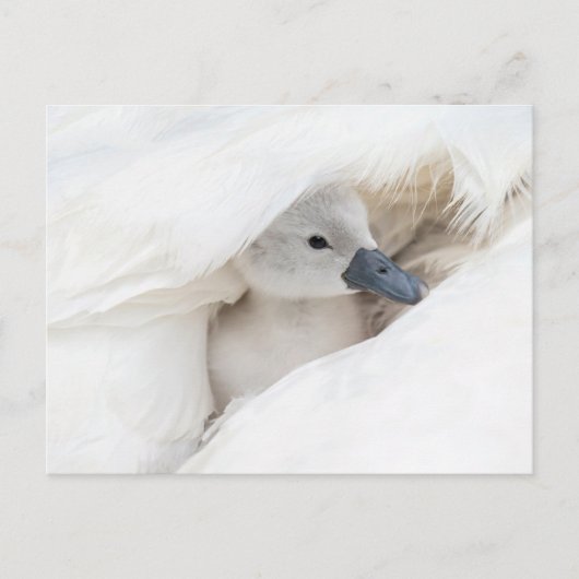 Niedliche Kleintiere | Baby Mute Swan Postkarte (Vorderseite)