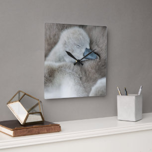Niedliche Kleintiere   Baby Mute Swan Quadratische Wanduhr