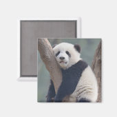 Niedliche Kleintiere | Baby Panda Bärenzucht Magnet (Vorderseite/Rückseite)