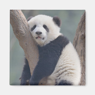 Niedliche Kleintiere   Baby Panda Bärenzucht Magnet