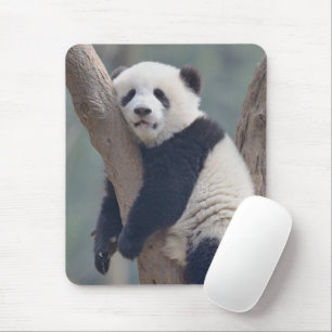 Niedliche Kleintiere   Baby Panda Bärenzucht Mousepad
