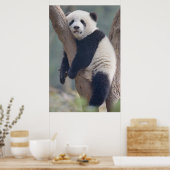 Niedliche Kleintiere | Baby Panda Bärenzucht Poster (Küche)