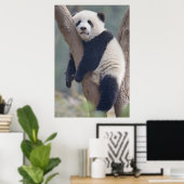 Niedliche Kleintiere | Baby Panda Bärenzucht Poster (Heimbüro)