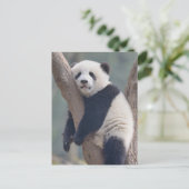 Niedliche Kleintiere | Baby Panda Bärenzucht Postkarte (Stehend Vorderseite)