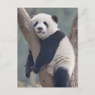 Niedliche Kleintiere   Baby Panda Bärenzucht Postkarte