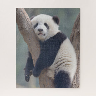 Niedliche Kleintiere   Baby Panda Bärenzucht Puzzle