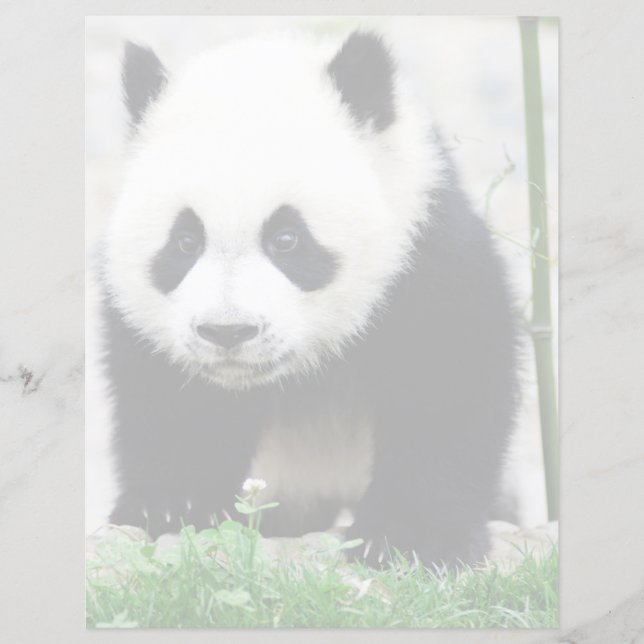 Niedliche Kleintiere | Baby Panda Bear (Vorderseite)