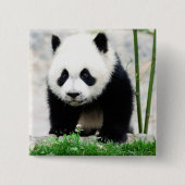 Niedliche Kleintiere | Baby Panda Bear Button (Vorderseite)