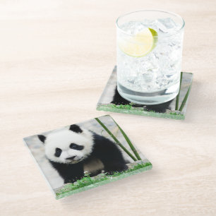 Niedliche Kleintiere Baby Panda Bear Glasuntersetzer