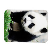 Niedliche Kleintiere | Baby Panda Bear Magnet (Horizontal)