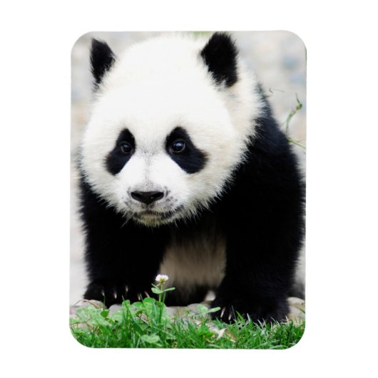 Niedliche Kleintiere | Baby Panda Bear Magnet (Vertikal)
