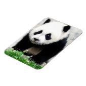 Niedliche Kleintiere | Baby Panda Bear Magnet (Linke Seite)