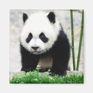 Niedliche Kleintiere   Baby Panda Bear Magnet