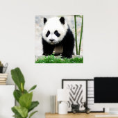 Niedliche Kleintiere | Baby Panda Bear Poster (Heimbüro)