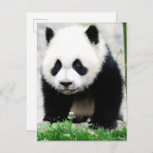 Niedliche Kleintiere | Baby Panda Bear Postkarte (Vorne/Hinten)