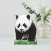Niedliche Kleintiere | Baby Panda Bear Postkarte (Stehend Vorderseite)