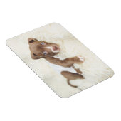 Niedliche Kleintiere | Baby Pit Bull Puppy Magnet (Rechte Seite)