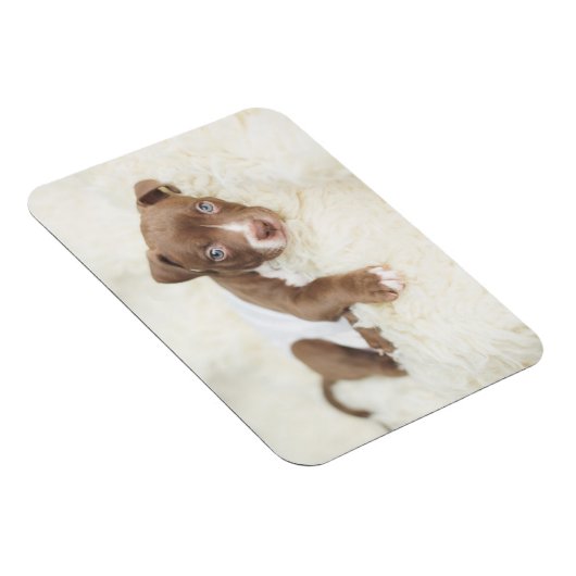 Niedliche Kleintiere | Baby Pit Bull Puppy Magnet (Rechte Seite)