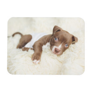 Niedliche Kleintiere   Baby Pit Bull Puppy Magnet