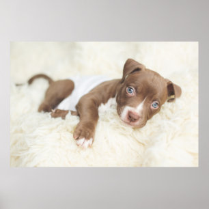 Niedliche Kleintiere   Baby Pit Bull Puppy Poster