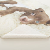 Niedliche Kleintiere | Baby Pit Bull Puppy Sherpadecke (3/4)