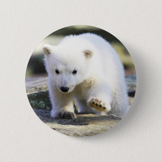 Niedliche Kleintiere | Baby Polar Bear Button (Vorderseite)