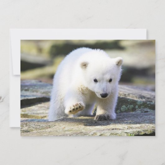 Niedliche Kleintiere | Baby Polar Bear Cube Dankeskarte (Vorderseite)