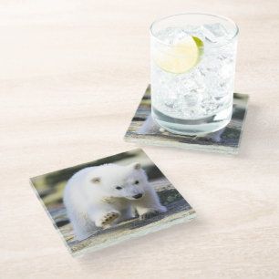 Niedliche Kleintiere   Baby Polar Bear Cube Glasuntersetzer