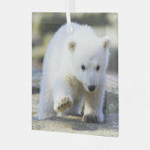 Niedliche Kleintiere | Baby Polar Bear Cube Ornament Aus Glas (Vorderseite links)