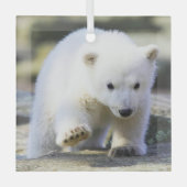 Niedliche Kleintiere | Baby Polar Bear Cube Ornament Aus Glas (Vorderseite)