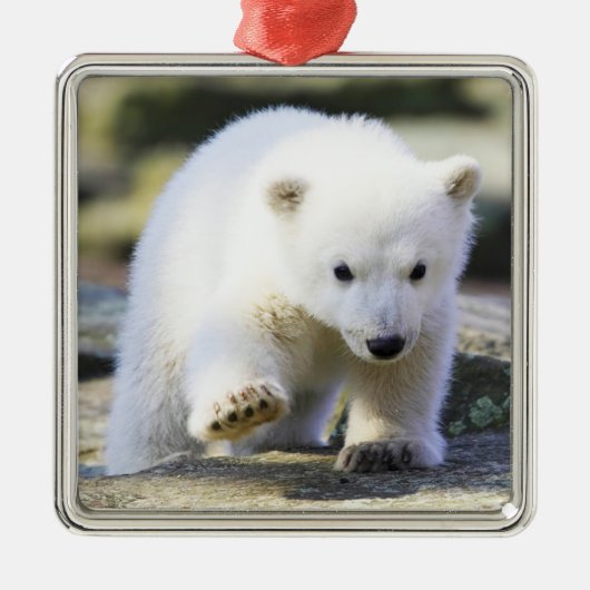 Niedliche Kleintiere | Baby Polar Bear Cube Ornament Aus Metall (Vorne)