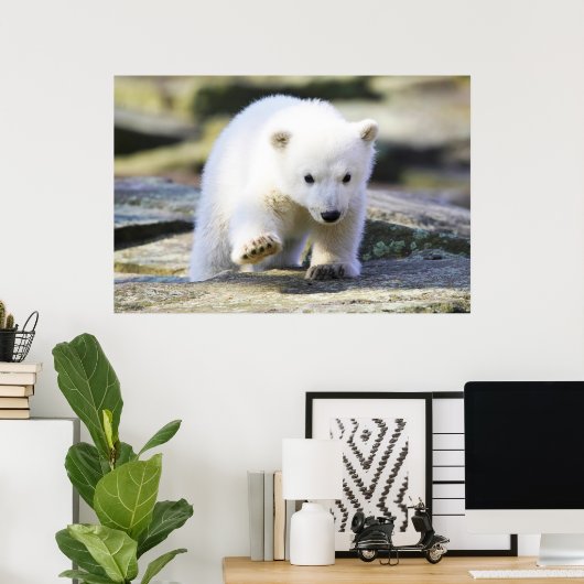 Niedliche Kleintiere | Baby Polar Bear Cube Poster (Heimbüro)