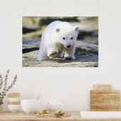 Niedliche Kleintiere | Baby Polar Bear Cube Poster (Küche)