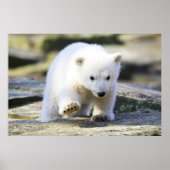 Niedliche Kleintiere | Baby Polar Bear Cube Poster (Vorne)