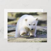 Niedliche Kleintiere | Baby Polar Bear Cube Postkarte (Vorne/Hinten)