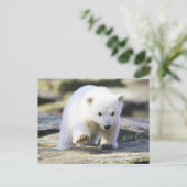 Niedliche Kleintiere | Baby Polar Bear Cube Postkarte (Stehend Vorderseite)