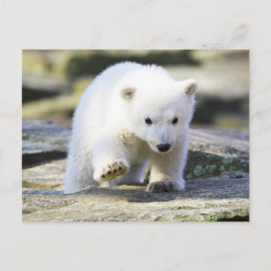Niedliche Kleintiere   Baby Polar Bear Cube Postkarte