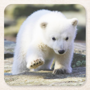 Niedliche Kleintiere   Baby Polar Bear Cube Rechteckiger Pappuntersetzer