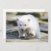 Niedliche Kleintiere | Baby Polar Bear Dankeskarte (Vorne/Hinten)