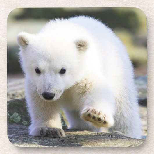 Niedliche Kleintiere | Baby Polar Bear Getränkeuntersetzer (Vorderseite)