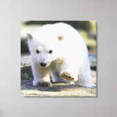 Niedliche Kleintiere | Baby Polar Bear Leinwanddruck (Vorderseite)