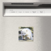 Niedliche Kleintiere | Baby Polar Bear Magnet (In Situ (Geschirrspüler))